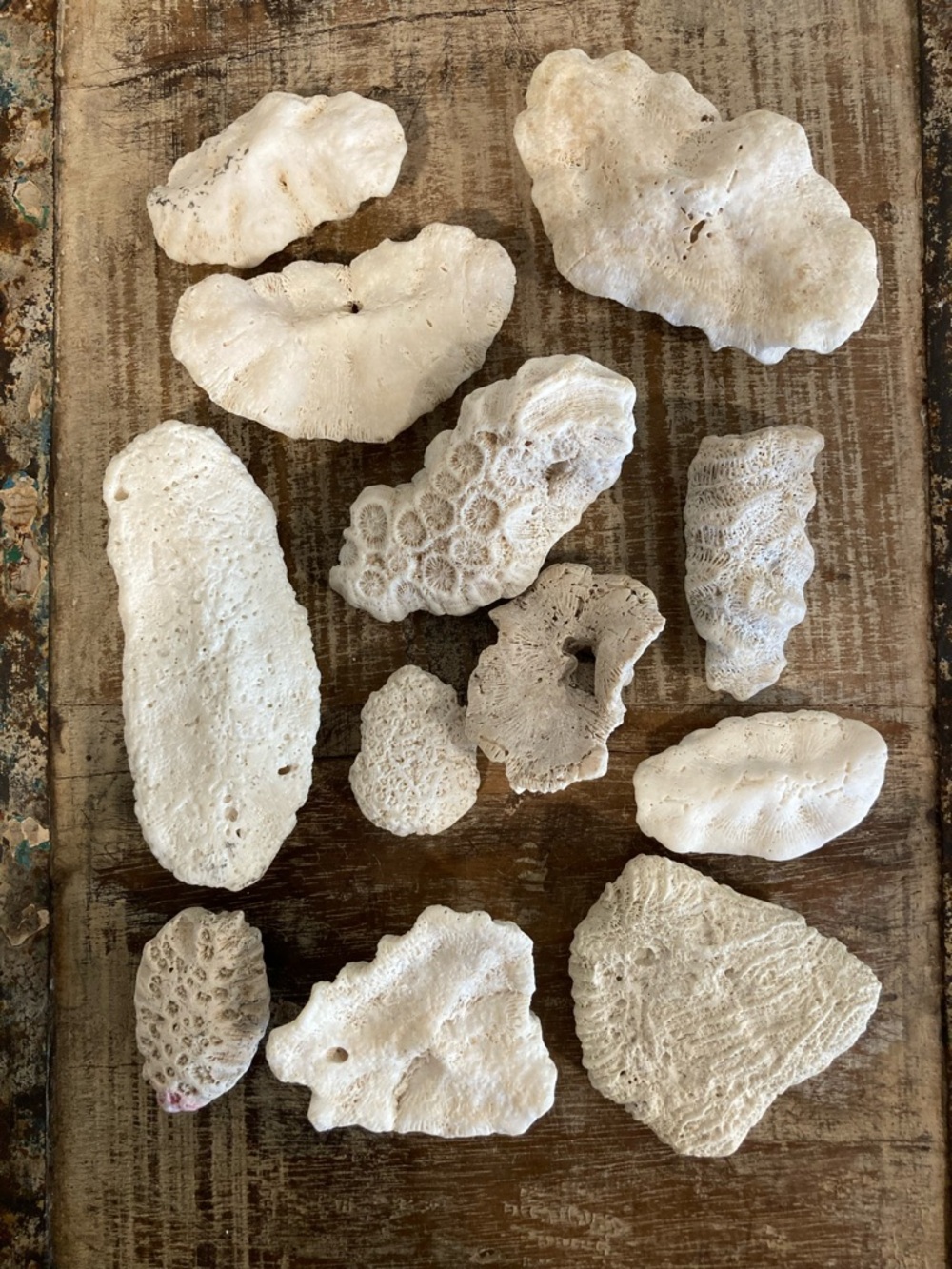 Fossilized Coral Collection 12 Pieces Instant Rock Collection - Picture 6 of 16